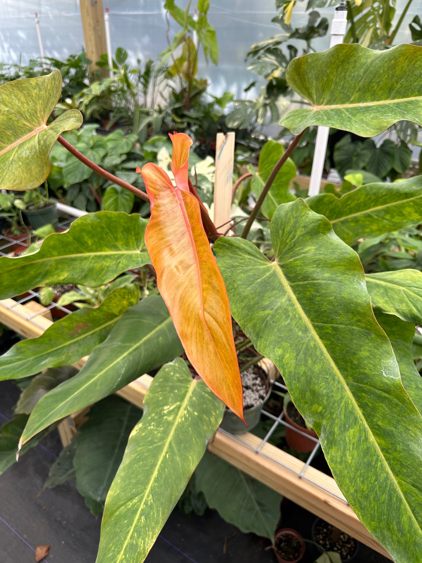 Philodendron Orange Marmalade