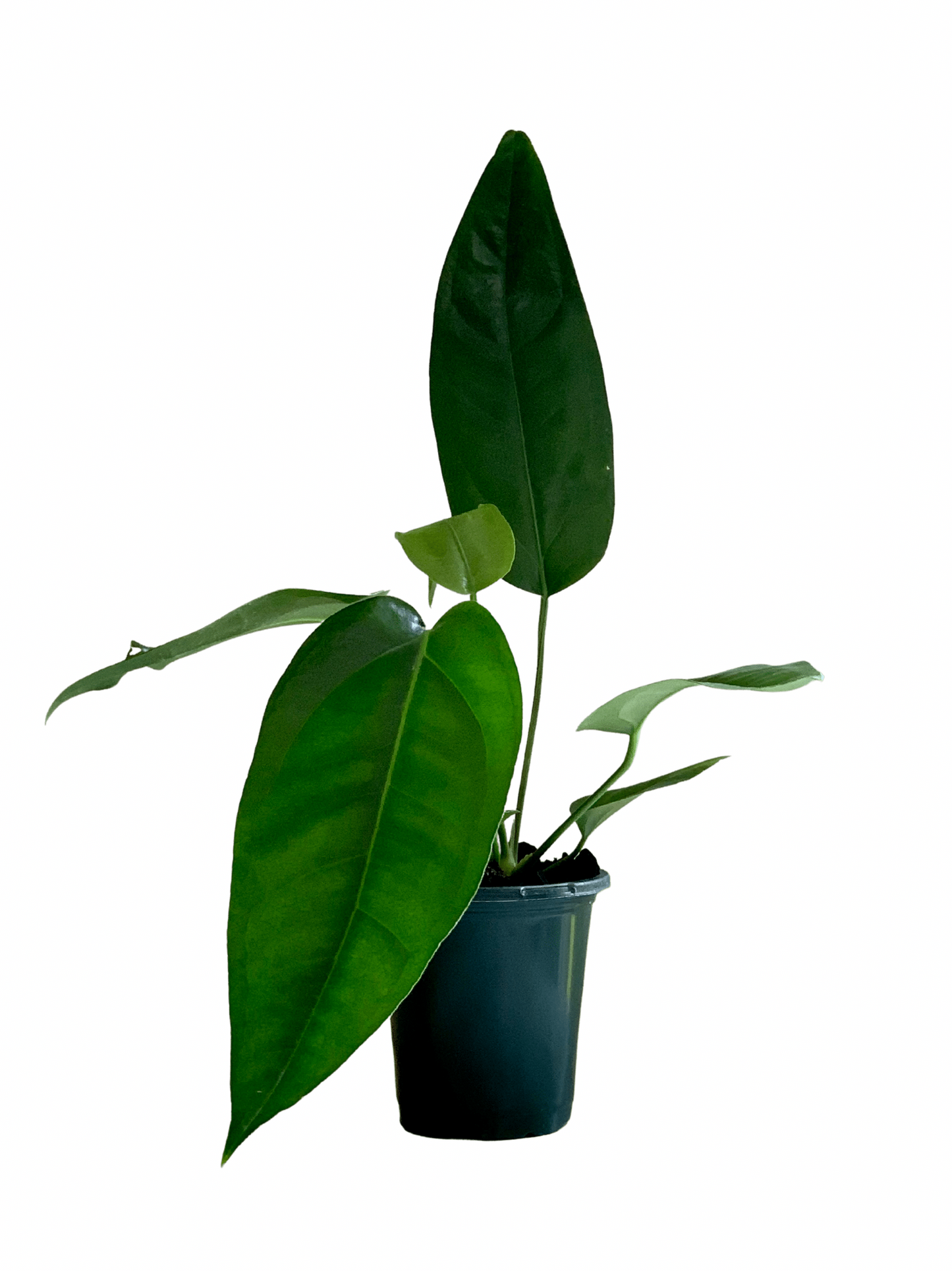 Anthurium Pendulifolium