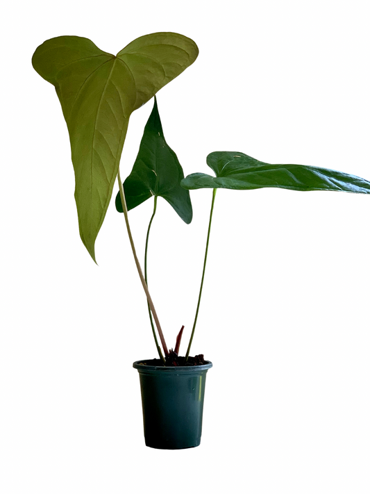 Anthurium Magnificum x Moronense XL