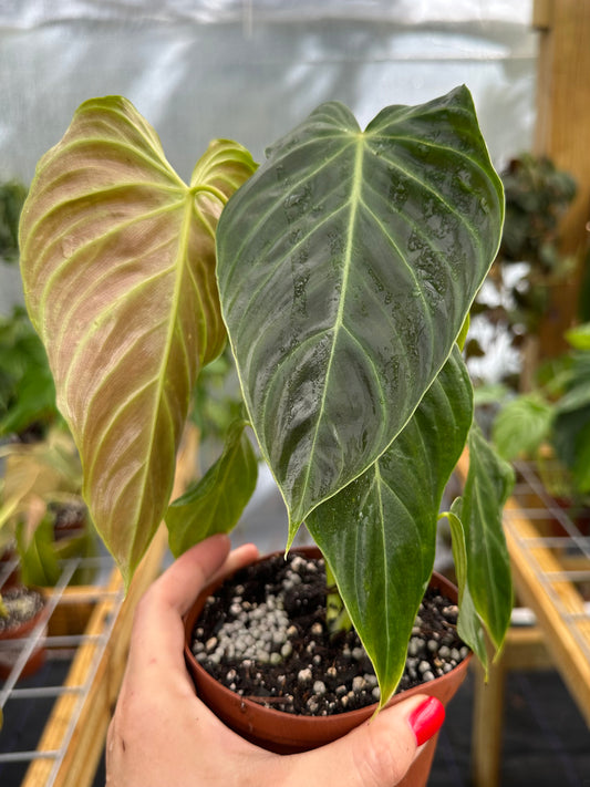 Philodendron Splendid  (Verrucosum x Melanochrysum Hybrid)