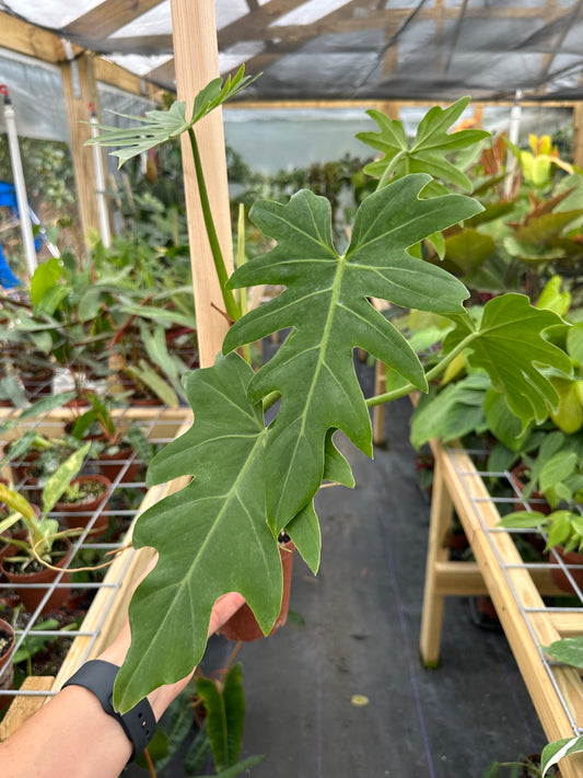 Philodendron Radiatum XL