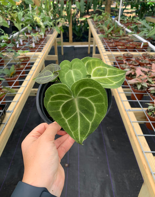 Anthurium Clarinervium