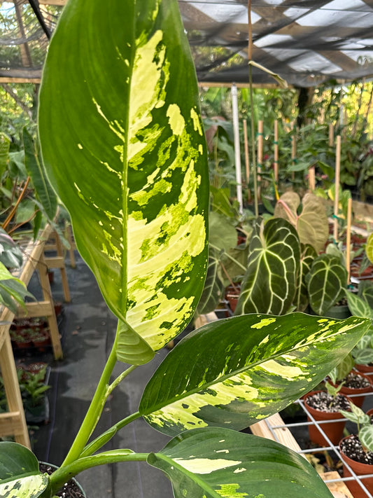 Large Dieffenbachia Puerto Rico Variegated
