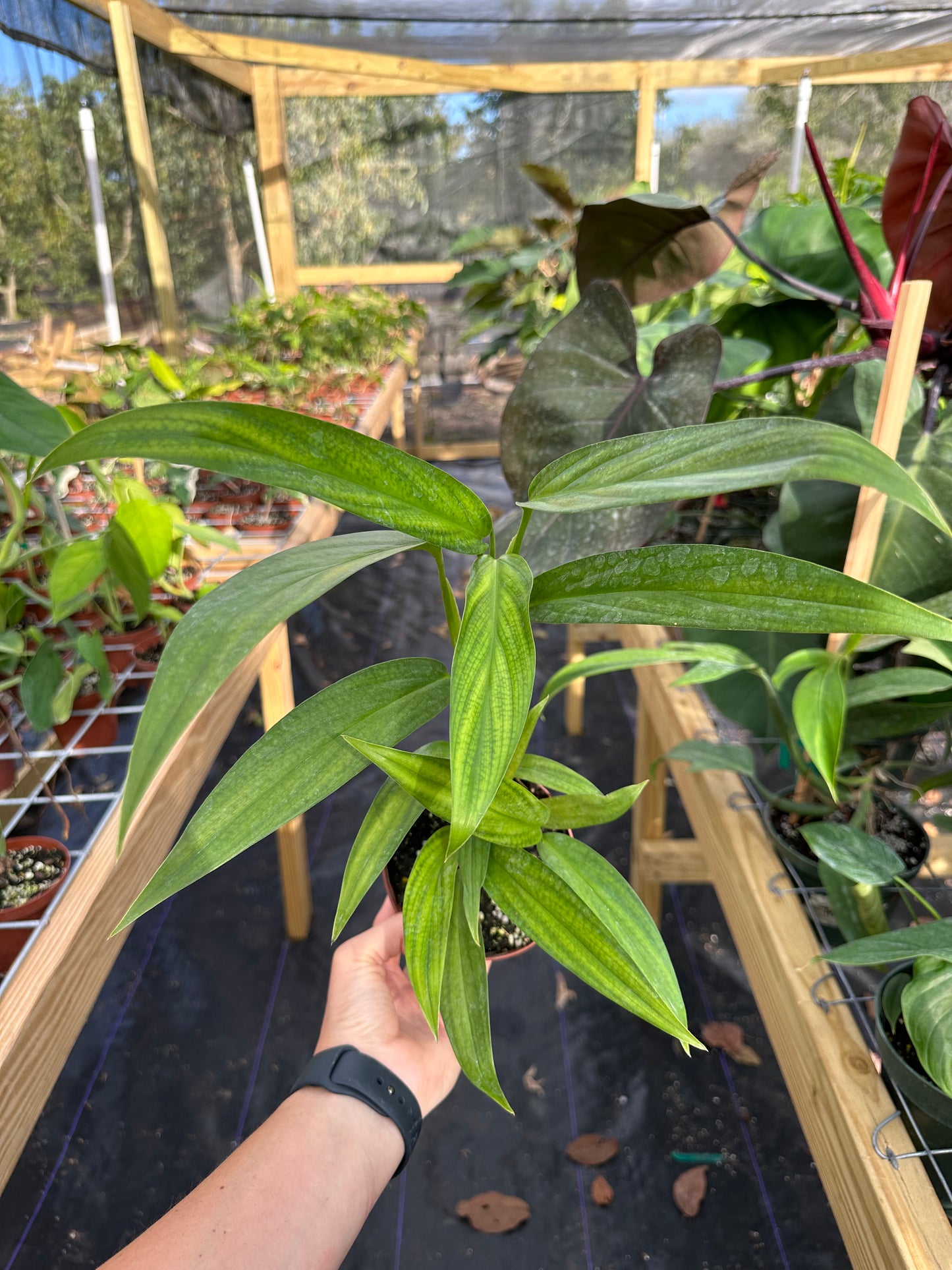 Epipremnum Amplissimum