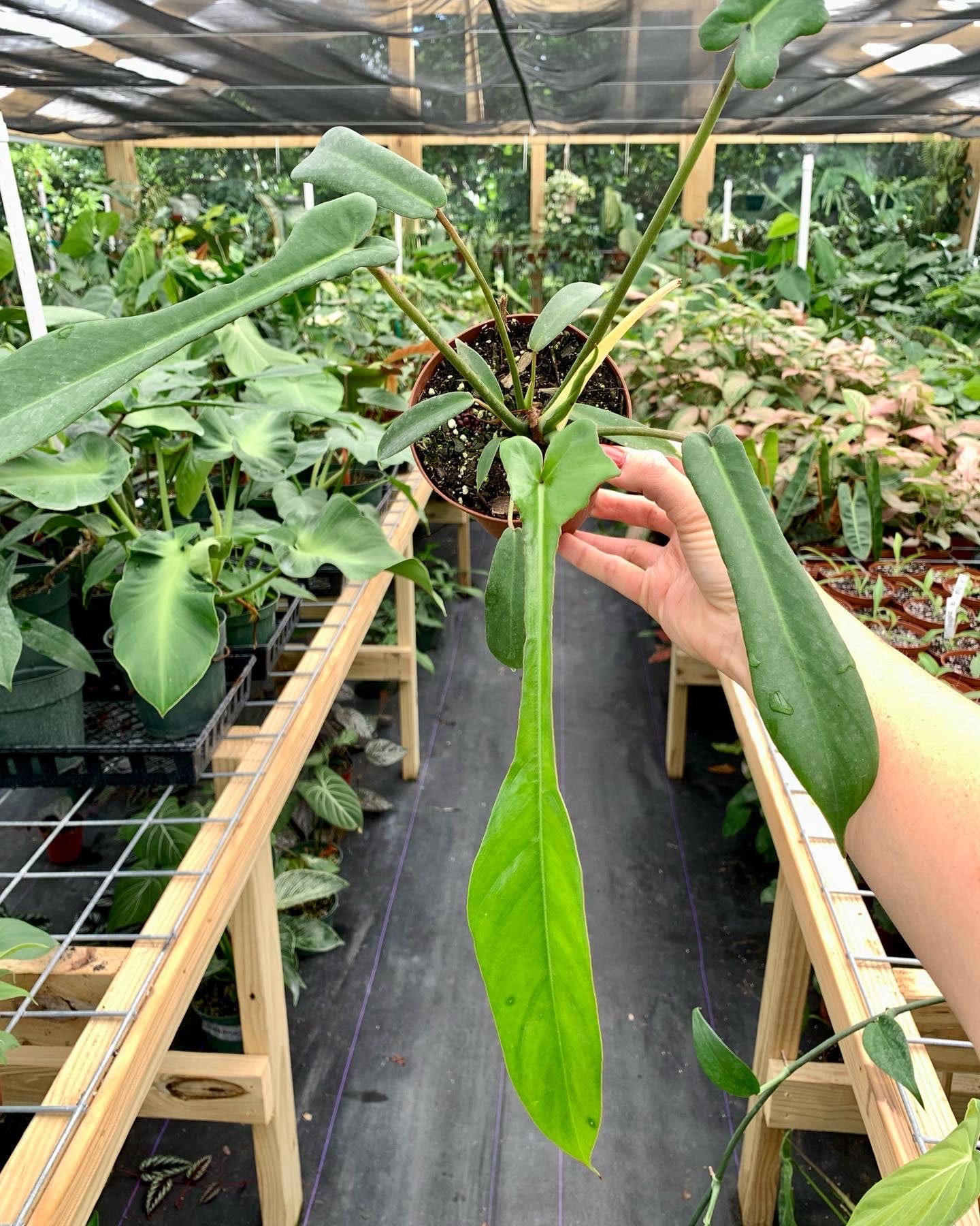Philodendron Joepii