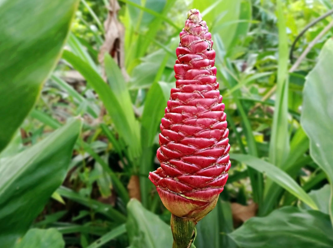 Zingiber zerumbet, Shampoo Ginger "Awapuhi"