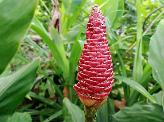 Shampoo Ginger "Awapuhi" Zingiber Zerumbet