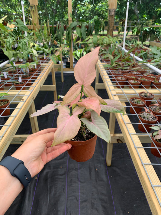 Syngonium Pink Splash Mutation / NOID