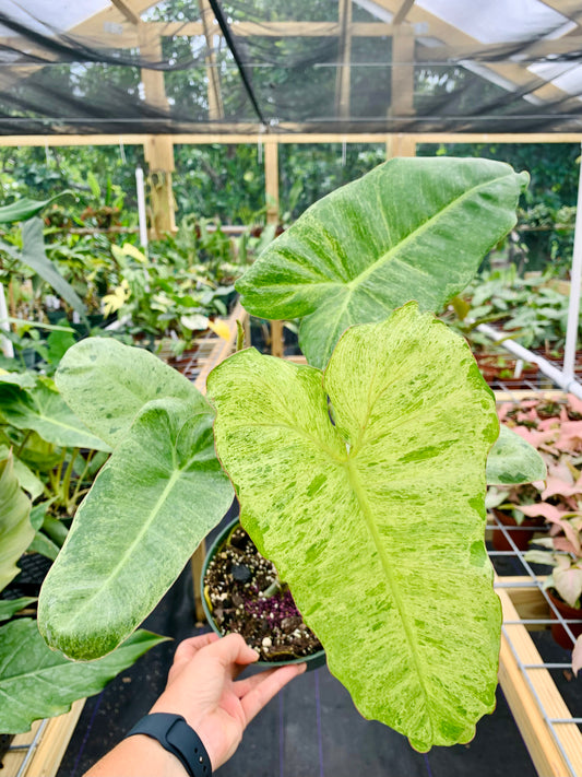 Philodendron Paraiso Verde XL