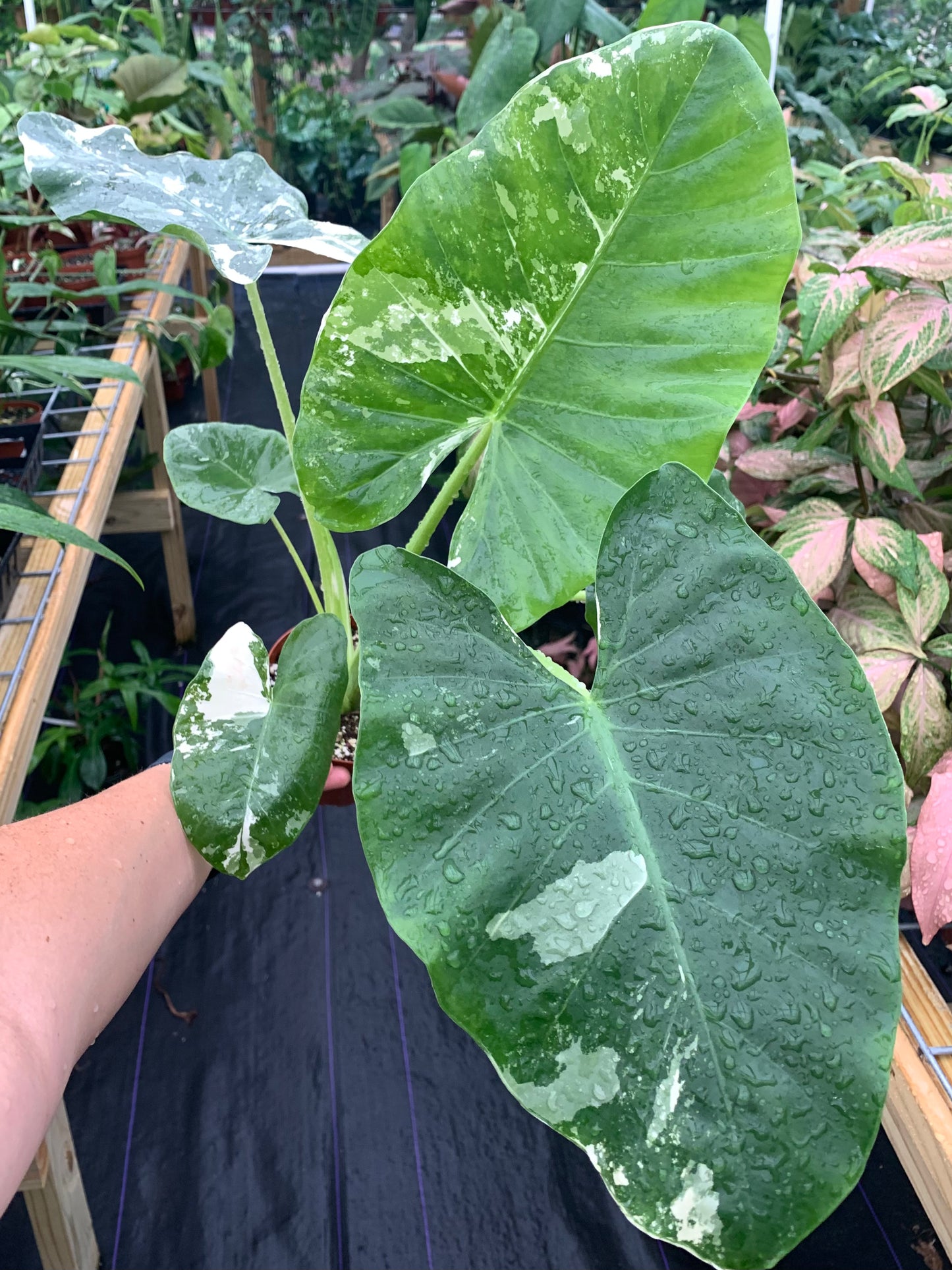 Alocasia macrorrhizos (aka macrorrhiza) Variegated 4" XL