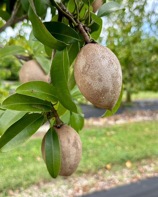 Sapodilla 3-4 lbs Fresh Fruit