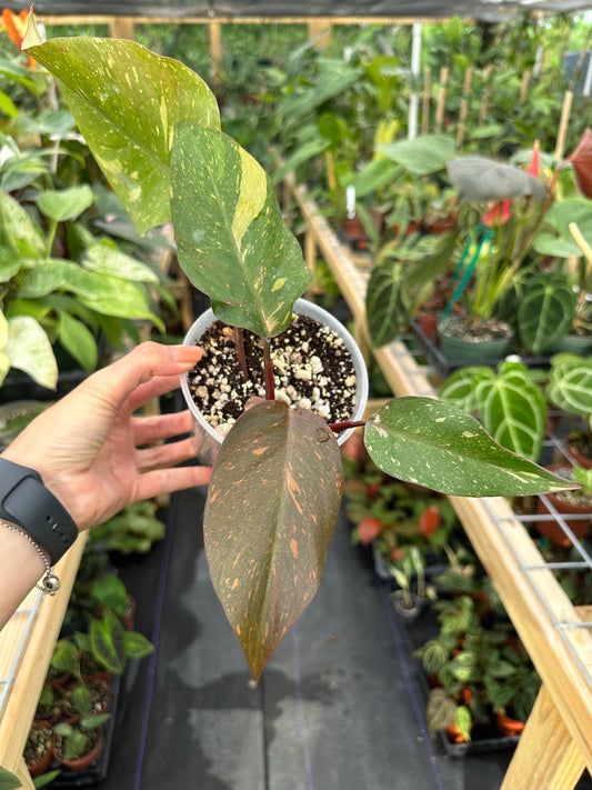 Philodendron Orange Princess Variegated