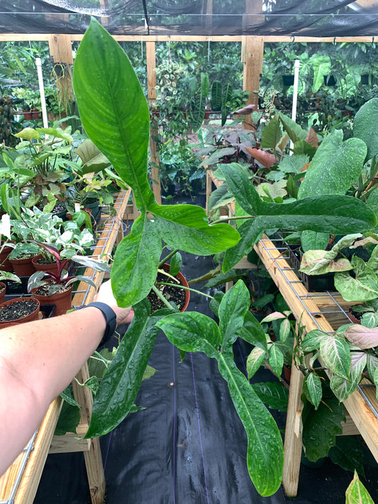 Philodendron 69686 / Bette Waterbury