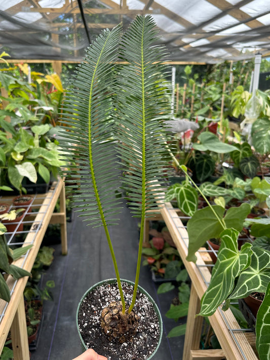 Dioon edule XL