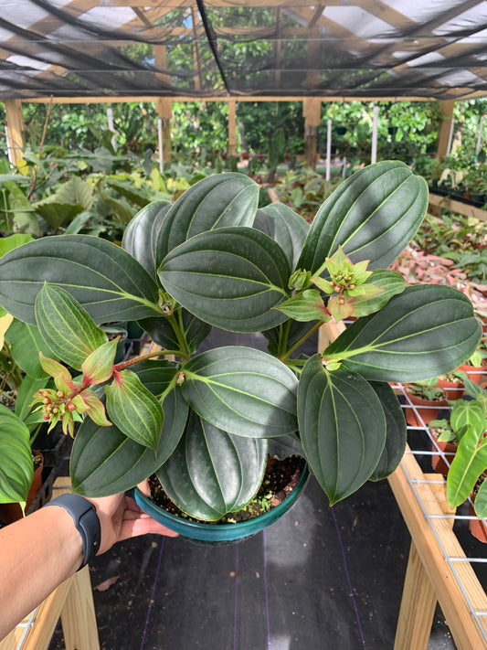 Rare Large Medinilla Magnifica Hybrid (Famous Chandelier Flowers) 8"