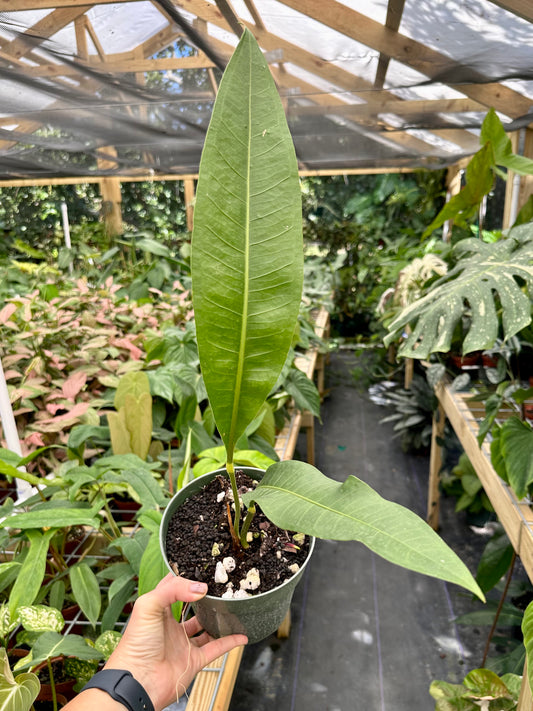 Anthurium sp. Morona XL