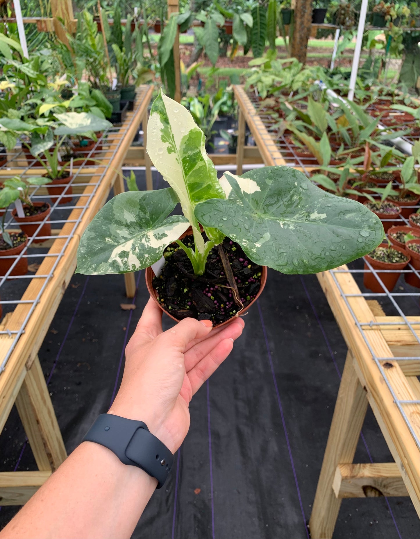 Alocasia macrorrhizos (aka macrorrhiza) Variegated