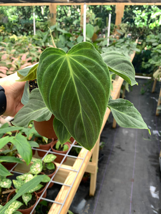 Philodendron Splendid  (Verrucosum x Melanochrysum Hybrid)