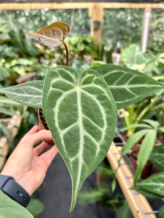 Anthurium Magnificum