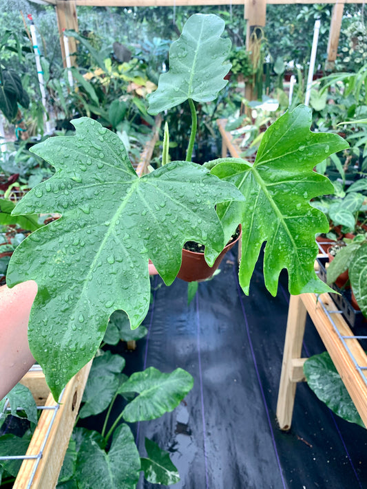 Philodendron Lacerum