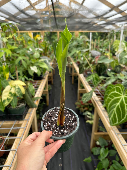 Shampoo Ginger "Awapuhi" Zingiber Zerumbet