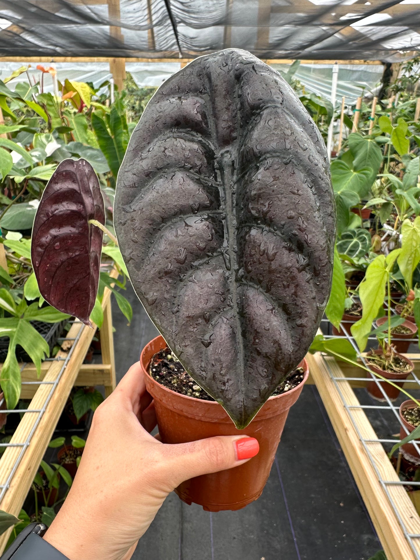 Alocasia Cuprea