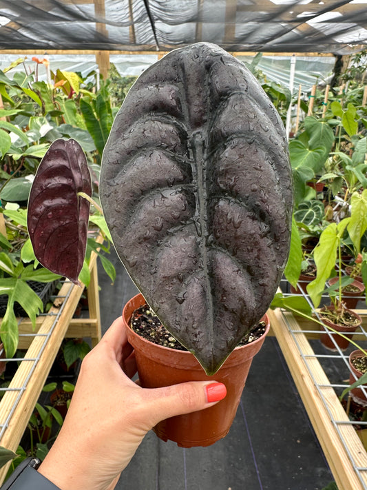 Alocasia Cuprea