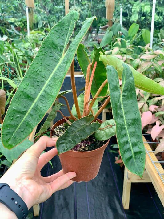 Philodendron Billietiae
