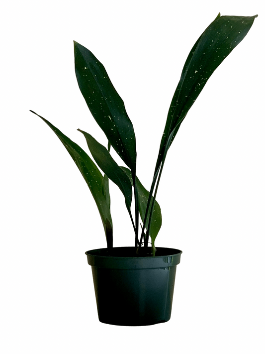Aspidistra Elatior, Cast Iron Plant 'Milky Way'