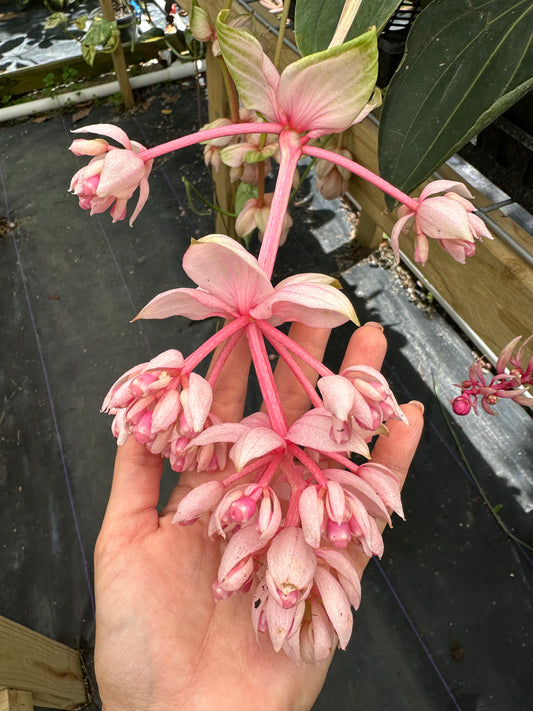 Medinilla Magnifica Royal Pearlz (Famous Chandelier Flowers)