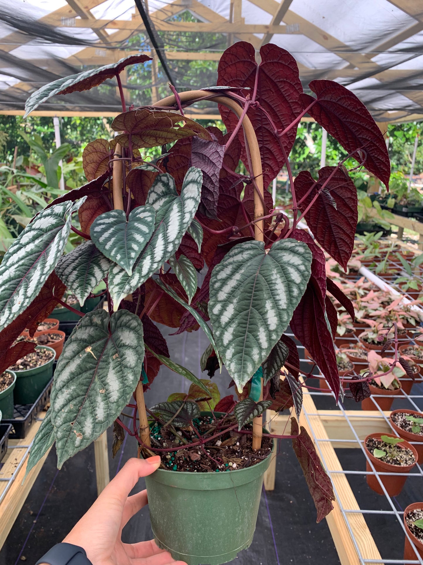 Cissus Discolor "Rex Begonia Vine" 6" with Trellis