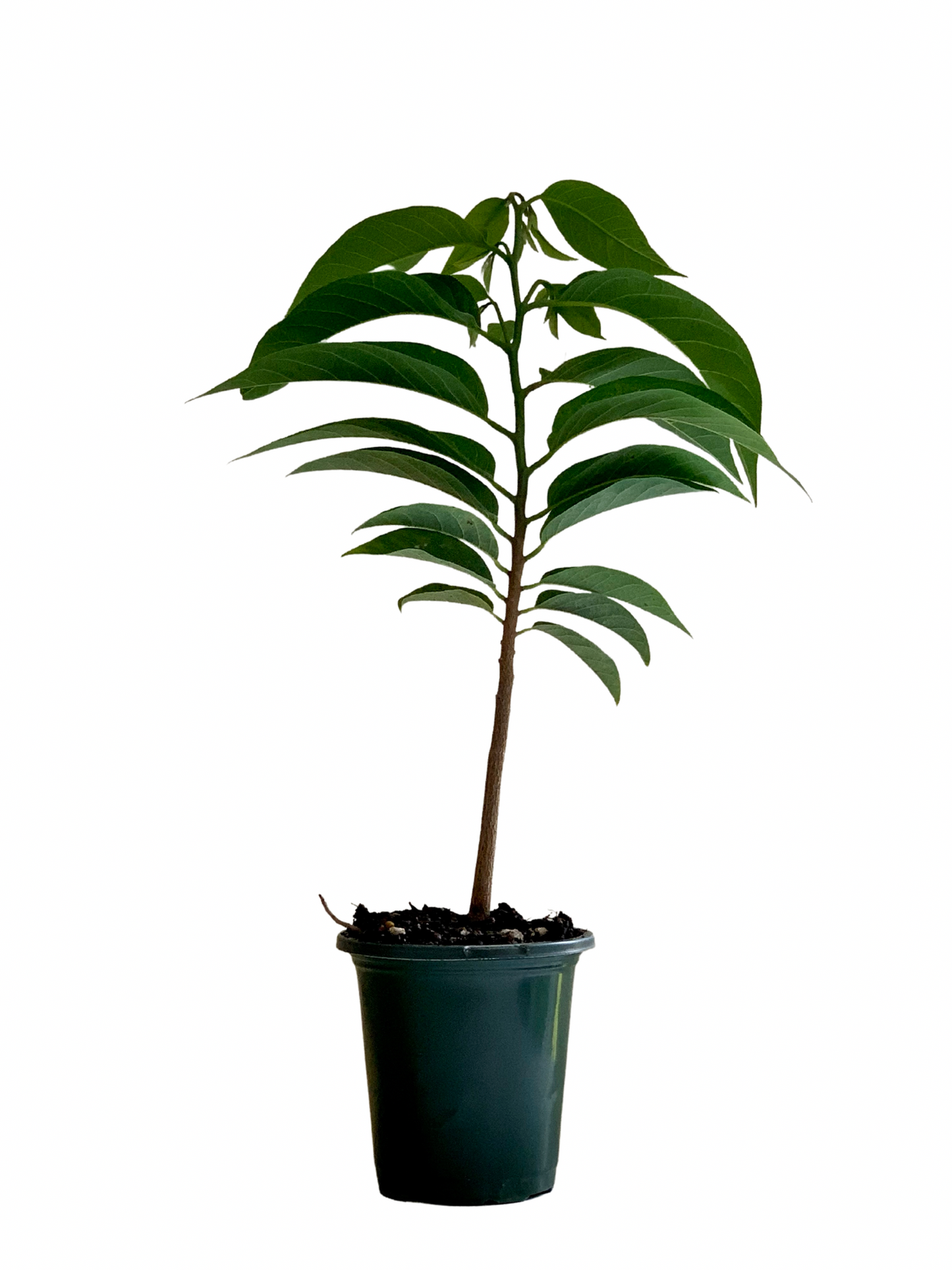 Annona Squamosa, Sugar Apple Tree