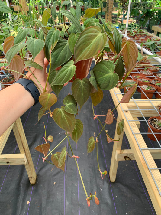 Philodendron Hederaceum 'Micans'