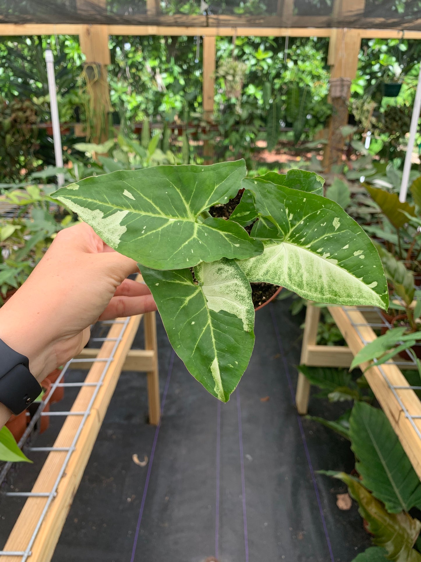 Syngonium Podophyllum "Panda Galaxy"