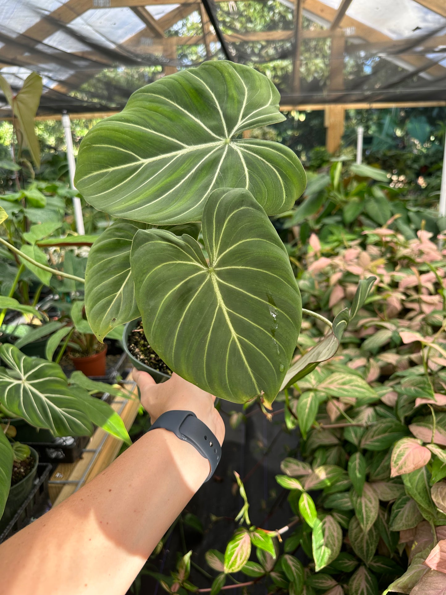 Philodendron Gloriosum
