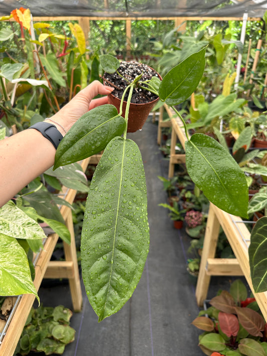 Anthurium Pendulifolium