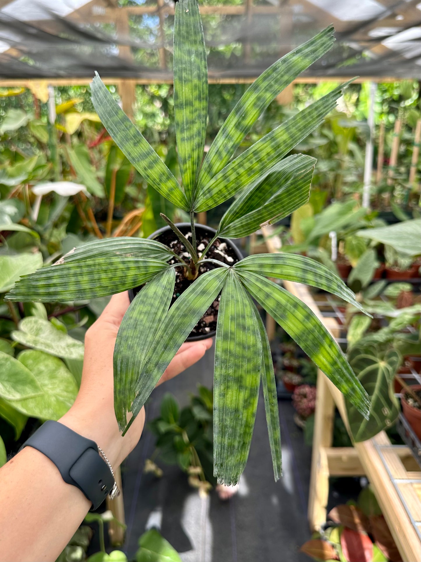 Licuala Mattanensis Mapu