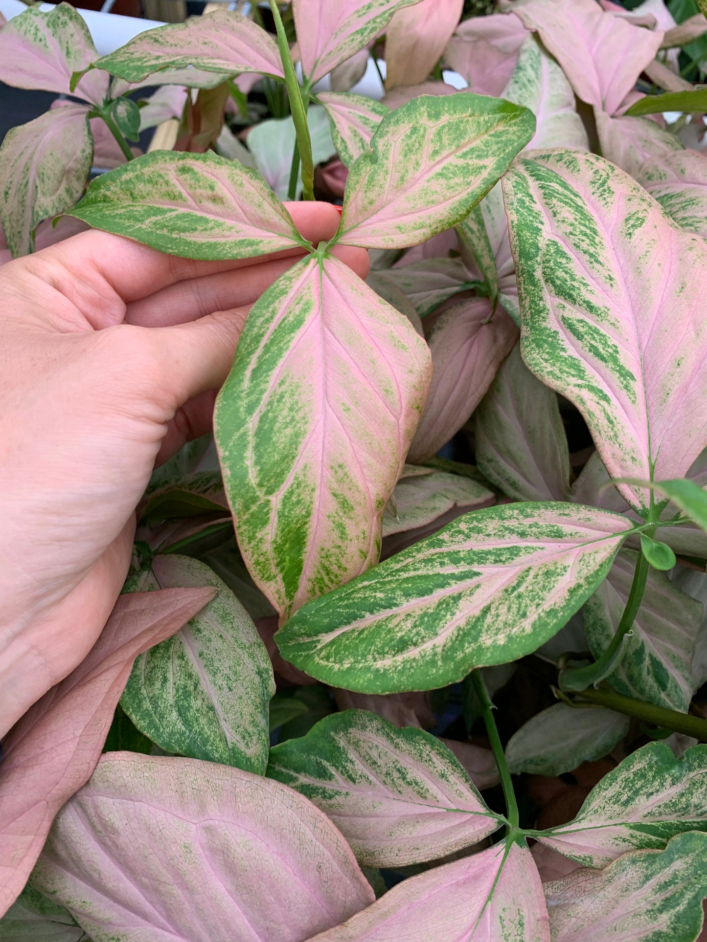 Syngonium Pink Splash Mutation / NOID