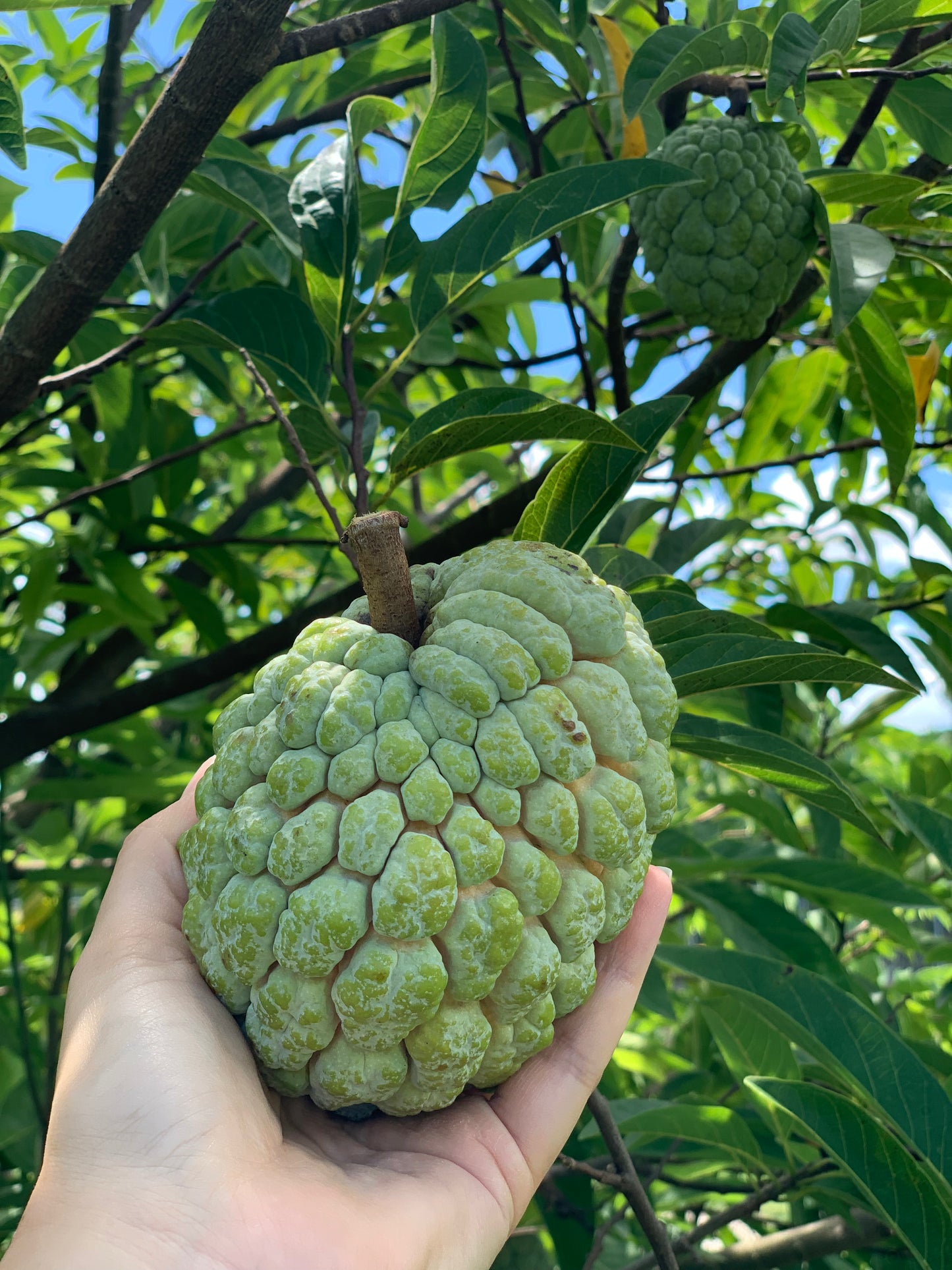 Annona Squamosa, Sugar Apple Tree