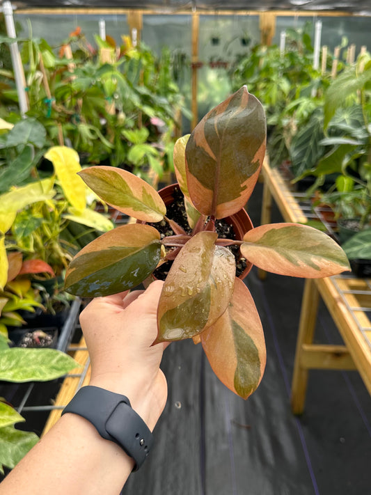 Philodendron Black Cardinal variegated