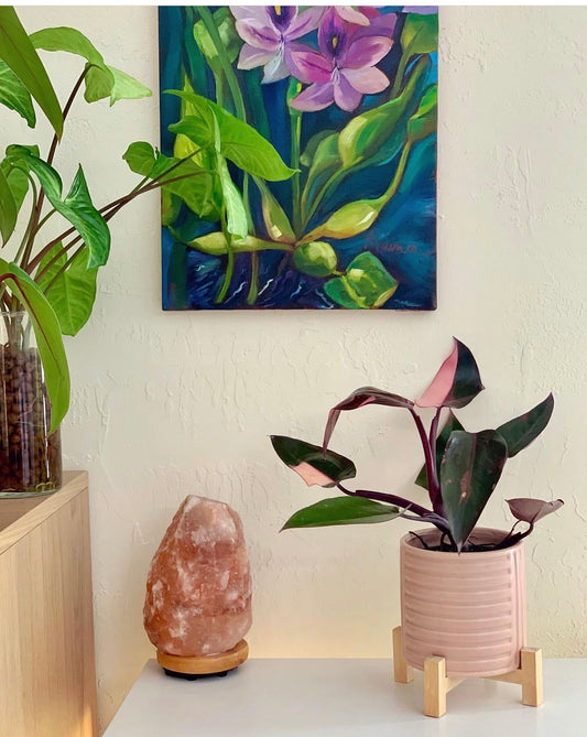 Philodendron Erubescens "Pink Princess"