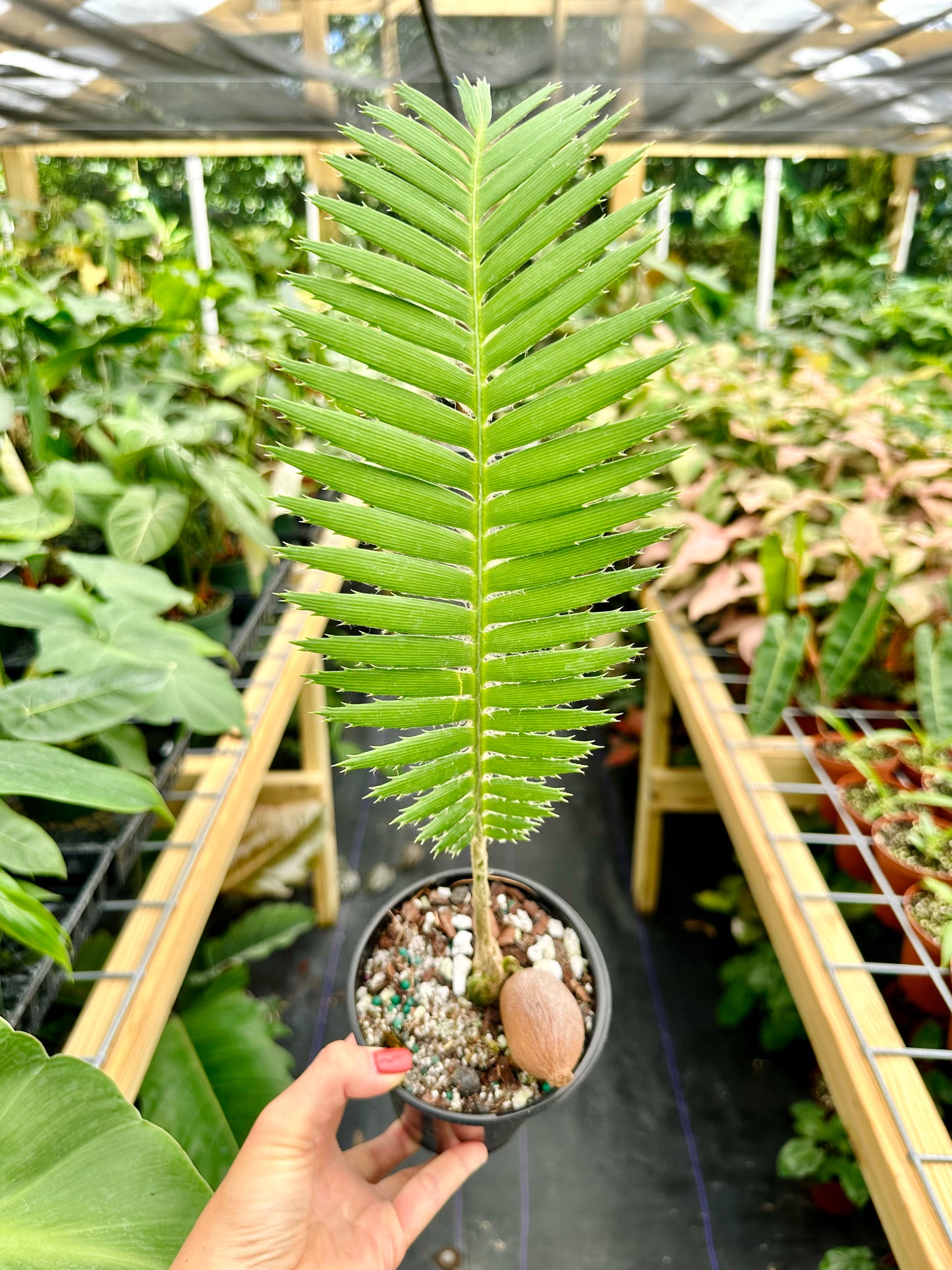 Dioon Mejiae