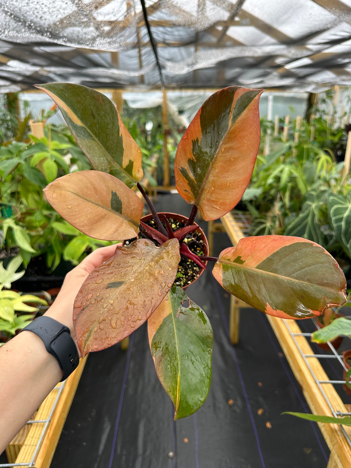 Philodendron Black Cardinal variegated