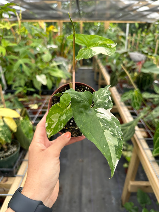 Syngonium podophyllum Albo Variegated