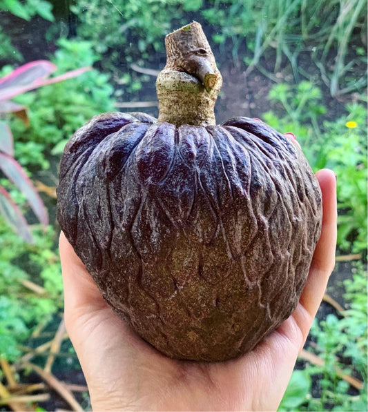 Red Custard Apple 3-5 lbs