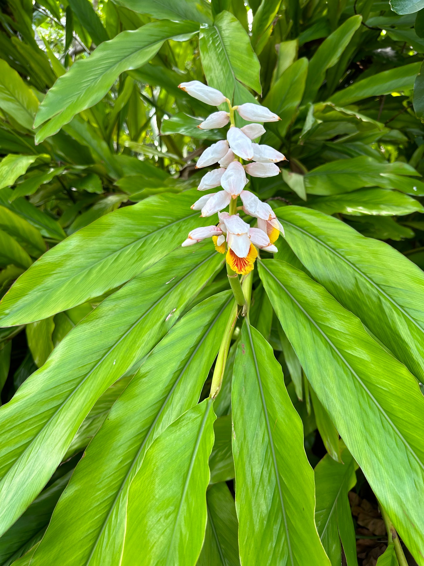 Alpinia Nutans, False Cardamom