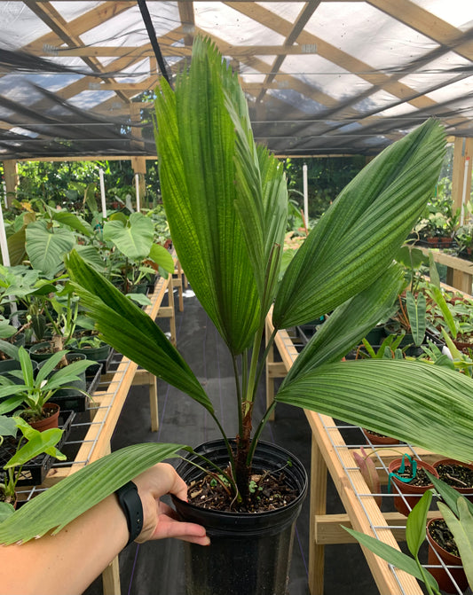 Licuala Grandis XL