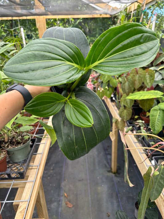 Medinilla magnifica Royal Glow (Famous Chandelier Flowers)