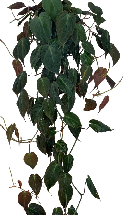Philodendron Hederaceum 'Micans'