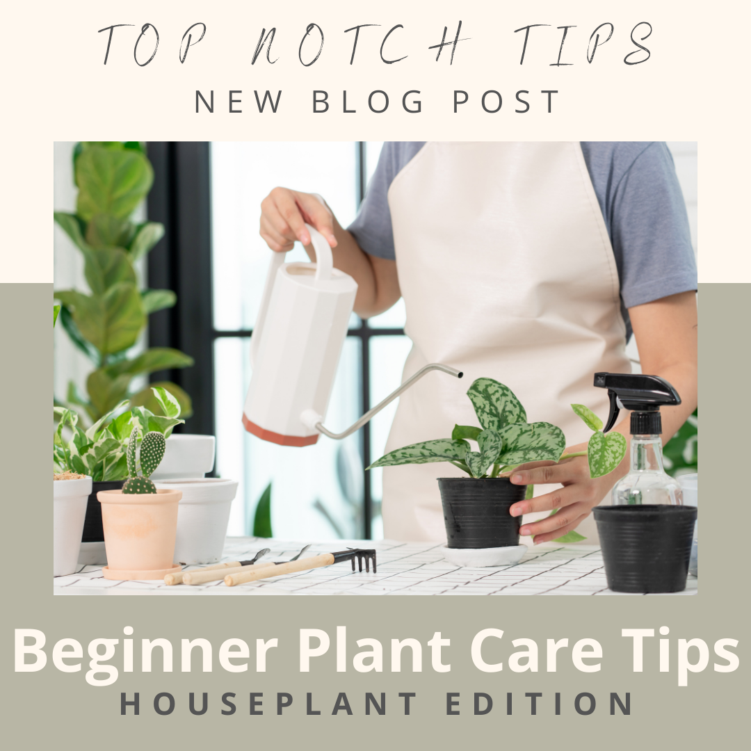 Beginner Plant Care Tips - Houseplant Edition